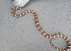 Сбежавшая экзотическая змея напугала жителя Ставрополя