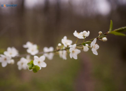 Туманная весна и температура до +19 градусов придут на Ставрополье в начале рабочей недели