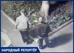 Разорители клумб снова кошмарят Ставрополь
