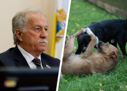 Депутаты дали добро на эвтаназию бездомных собак после убийства 9-летней девочки в Ставрополе 