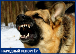 Бездомная собака напала на жителя Михайловска