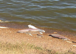 В одном из водоемов Ставрополья массово гибнет рыба