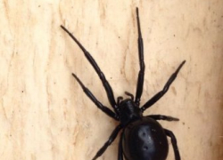 Фотография ядовитого паука напугала жителей Ставрополя