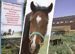 Переселение лошадей и капремонт помещений: 50 миллионов на племзавод в Александровском округе уже идут в ход