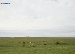 Карантин по бруцеллезу объявили в двух округах Ставрополья