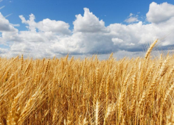 Почти 30 тонн пшеницы без нужных документов пытались провезти через Ставрополье