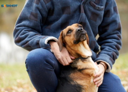 «Это негуманно»: идея умерщвления животных на Ставрополье застопорилась в Совфеде