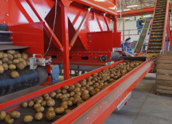 «Картошка точно местная»: импортозамещение на Ставрополье