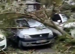 Упавшие деревья смяли около десятка автомобилей на дворовой парковке в Ставрополе