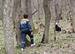 Женщина-грибник заблудилась в Русском лесу Ставрополя
