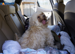 Нападения бродячих собак на людей в Ставропольском крае сократились на 15-20%