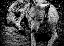 На трассе Астрахань-Ставрополь-Невинномысск на сотрудников ГАИ напал волк