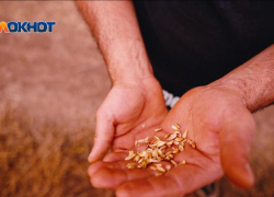 Чиновник в Нефтекумском округе обеспечил друзьям субсидии, а себе увольнение и уголовку