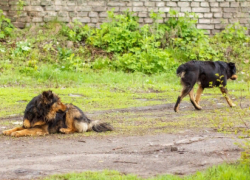 «Как дети должны в школу ходить?»: жителей Ставрополья пугают бродячие собаки