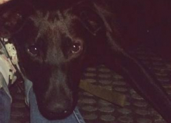 Неизвестные расстреляли собаку боевыми патронами в Кисловодске