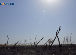 Засушливый август и аномальную температуру обещают синоптики в Ставропольском крае