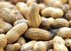 Ведется проверка обстоятельств смерти мальчика, подавившегося орехами на Ставрополье