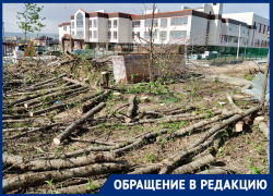 Голубые ели в Ессентуках уничтожают ради озеленения новой школы по нацпроекту 