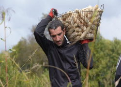 Ставрополье бьет рекорды по сбору кукурузы