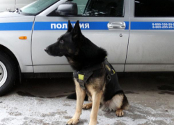 На Ставрополье служебная собака нашла крупную партию наркотических средств