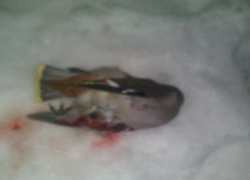 В северо-западном районе Ставрополя неизвестный выстрелил в трёх свиристелей