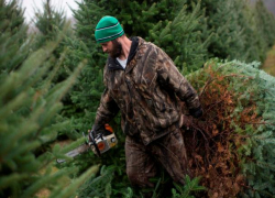 На Ставрополье у женщины украли ёлку