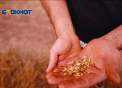 Недостоверных деклараций на 1,8 миллиона тонн зерна выявили на Ставрополье 