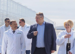 На Ставрополье вырастят эксклюзивные сорта томатов