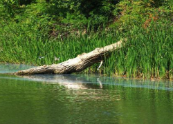 Из камышей Железноводского озера достали годовалый труп