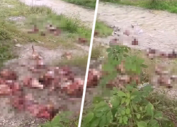 Ставропольцы нашли десятки отрубленных голов скота рядом с рекой Юца