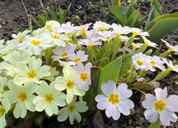 Стало известно, какой будет погода в последний день марта в Ставрополе