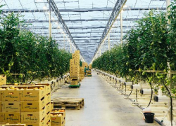 На Ставрополье появится новый крупный тепличный комплекс 