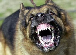 Бродячая собака напугала ставропольчан