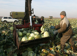 Первый государственный агропарк начали создавать на Ставрополье