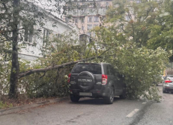 Во время ливня в Ставрополе дерево упало на припаркованный внедорожник