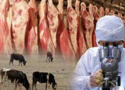 Количество больных бруцеллёзом увеличилось на Ставрополье в 2,5 раза