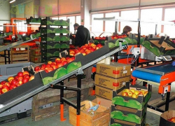 На закладку сада и строительство нового оптового центра потратят 4 миллиарда рублей в Ставропольском крае 