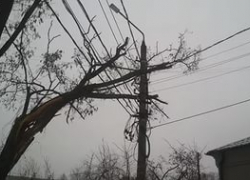 В Ставрополе упавшее дерево оставило жителей без электричества