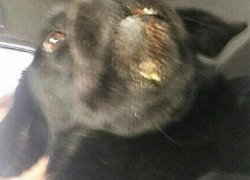 Неизвестный живодёр сломал челюсть собаке на Ставрополье