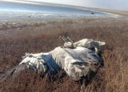 ​​Экоцидом ученый назвал массовую гибель животных на Ставрополье