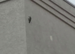 Пернатый диверсант «задолбал» жителей многоэтажки в Ставрополе