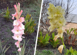 В Ставропольском крае в конце ноябре зацвели гладиолусы