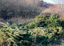 Десятки срубленных деревьев нашли около Кисловодска