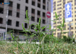 Амброзия начала наступление на Ставропольский край