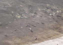 Мертвую рыбу продолжают находить в водоемах Ставропольского края 