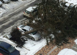 Из-за урагана огромная елка рухнула на припаркованные авто в Ставрополе