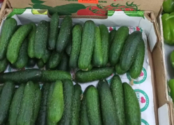 Огурцы снова в ударе: как менялись цены на продукты в Ставропольском крае за неделю