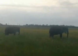 Индийских слонов заметили в полях Минераловодского округа — видео