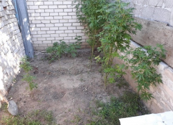   Плантацию конопли разбил у себя в огороде житель Ставрополья