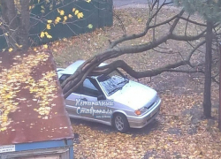 Ураганный ветер повалил на легковушку огромное дерево в Ставрополе